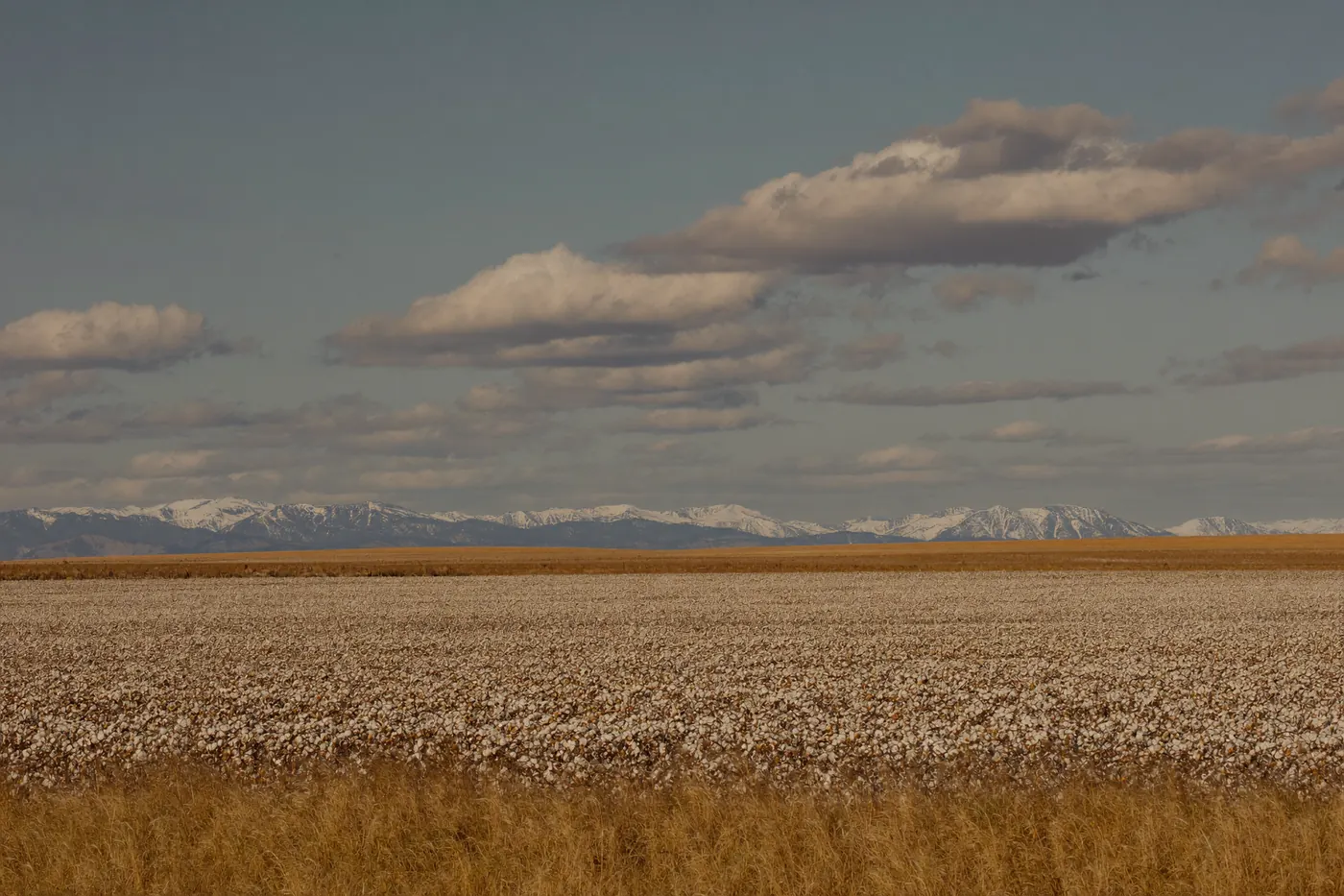 Irrigated farmland at the edge of Greeley with the Front Range on the horizon